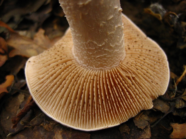 Escursione in querceto, finalmente i funghi!!!